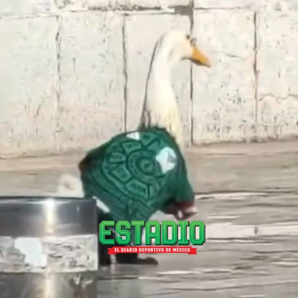 Pato Merlín conquista las redes y se roba los reflectores durante Copa del Mundo en México
